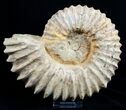 Large ( inch Wide) Mantelliceras Ammonite #3526-1